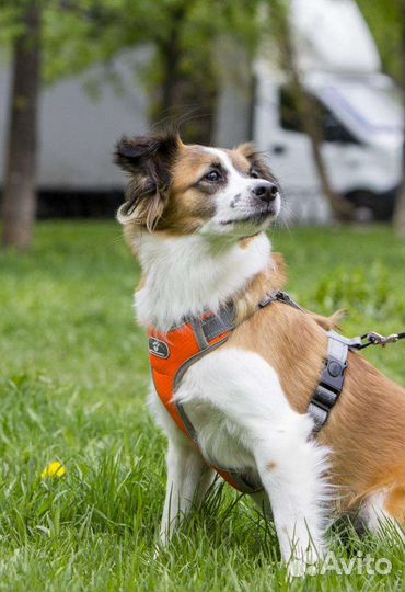 Маленькая собачка в добрые руки