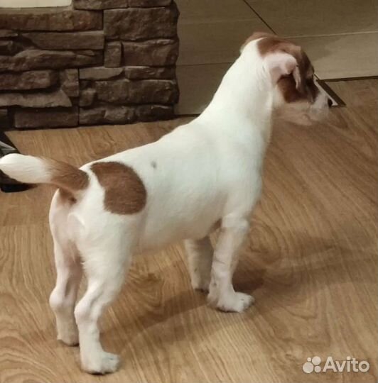 Очаровательные девчонки Джек Рассел терьера