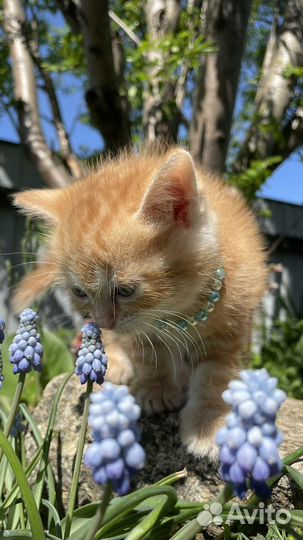 Шотландские вислоухие котята