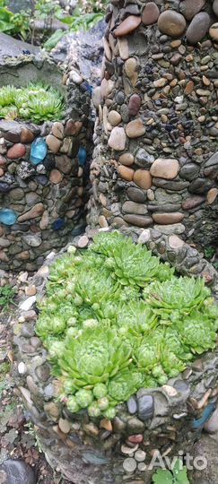 Саженцы многолетников/ хосты/суккуленты