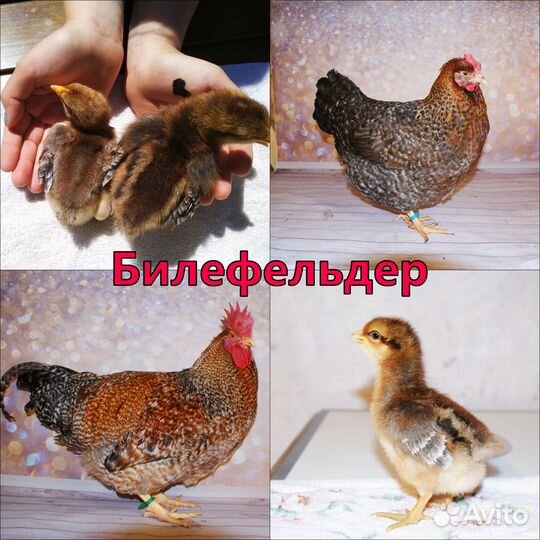 Инкубационное яйцо