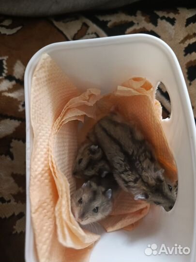 Джунгарские хомячки малыши