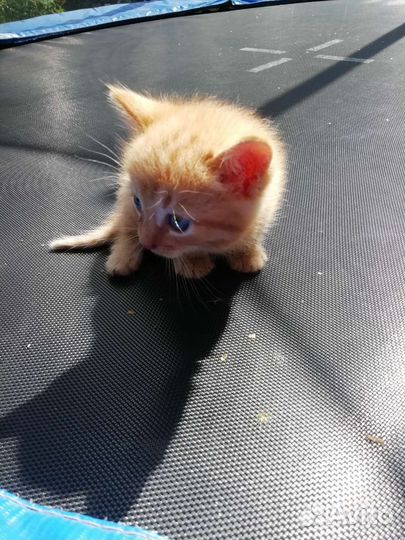 Котята ищут дом