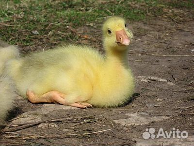 Инкубатор би 2-104 яйца 220В аналогов с цифр.табло