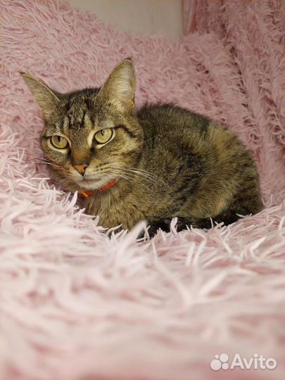 Кошечка Дуся