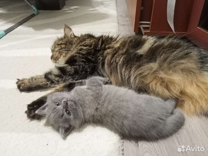 Котенок в добрые руки