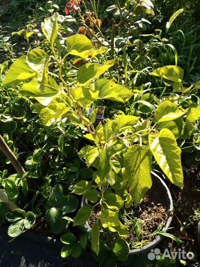 Роза жёлтая и др