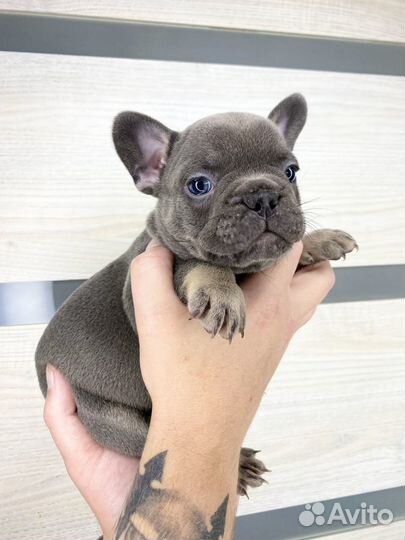 Французский бульдог голубой мальчик