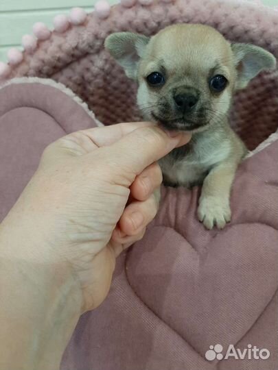 Щенки чихуахуа