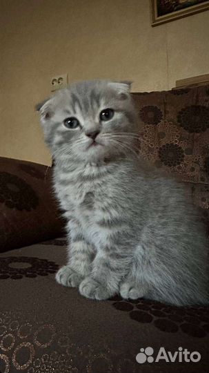 Шотландский веслоухий мальчик