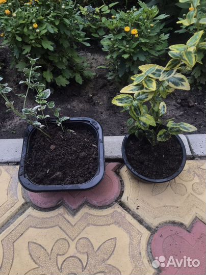 Бересклет, хризантема мультифлора