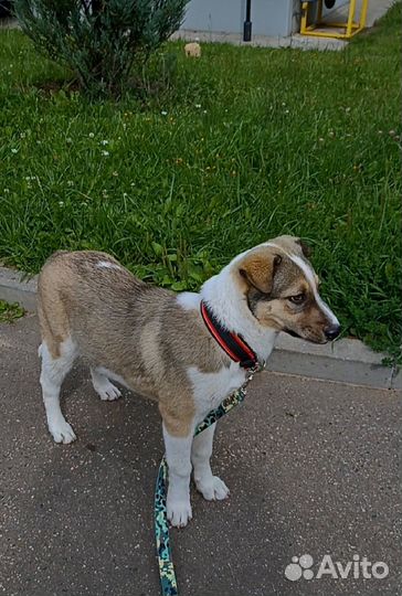 Щеночек ищет дом