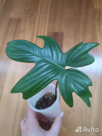 Филодендрон