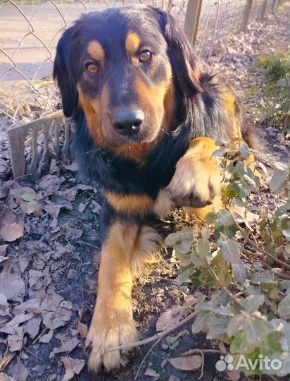 Самый добрый пес Блеки ищет дом