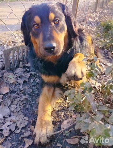 Самый добрый пес Блеки ищет дом