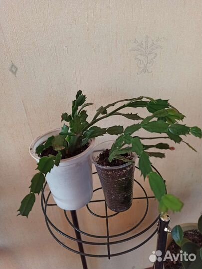 Декабрист шлюмбергера