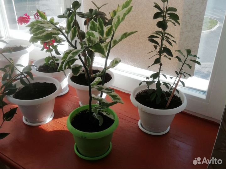 Комнатные цветы