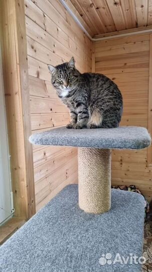 Серо-полосатая киса в дар