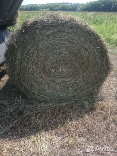 Продам сено