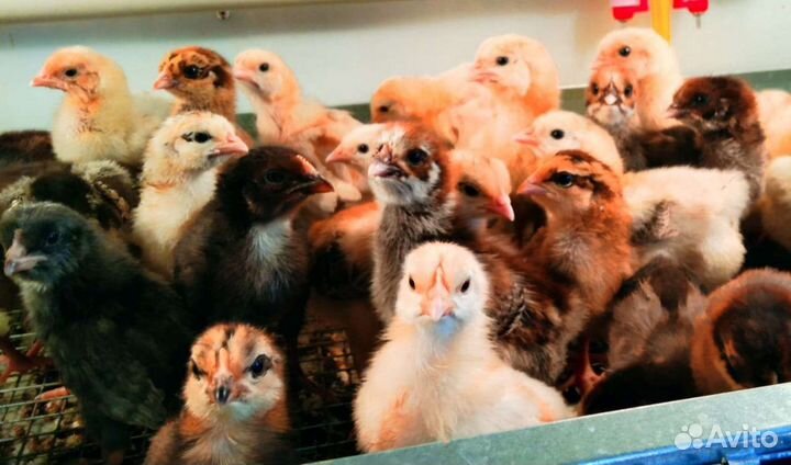 Цыплята домашние