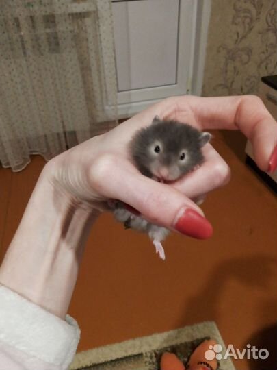 Сирийский хомяк