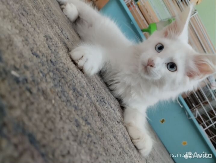 Котята мейн-кун