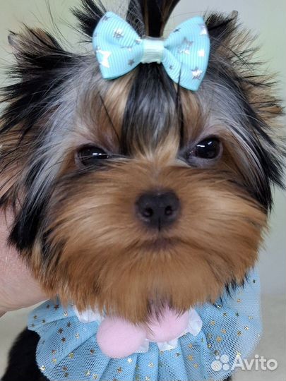 Йоркширский терьер мини мальчик