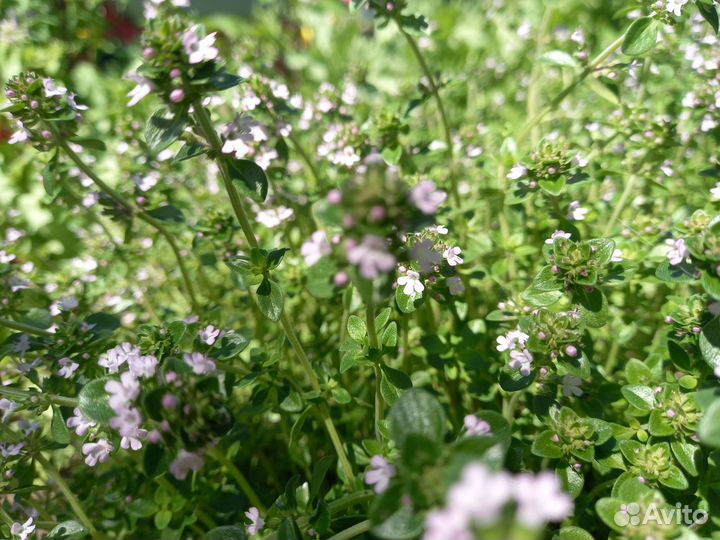 Тимьян ползучий