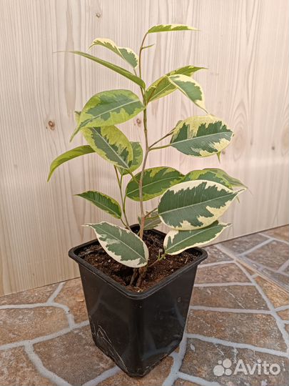 Фикус, фиалка