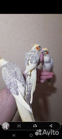 Попугаи Корелла Нимфа оптом