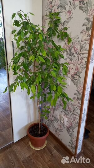 Бенджамина