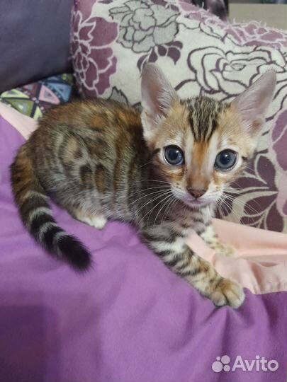 Бенгальские котята
