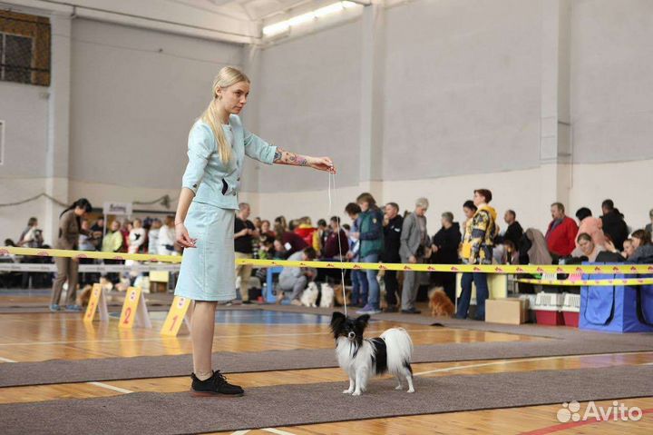 Вязка папийон