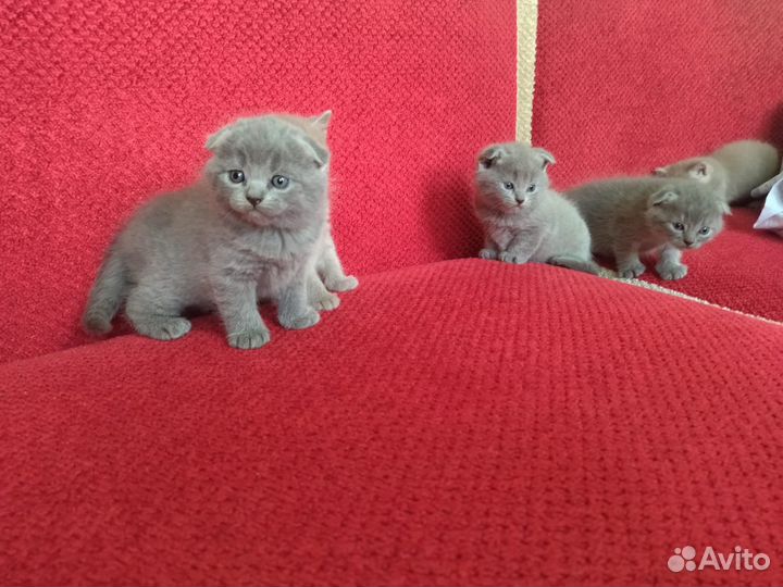 Шотландские котята