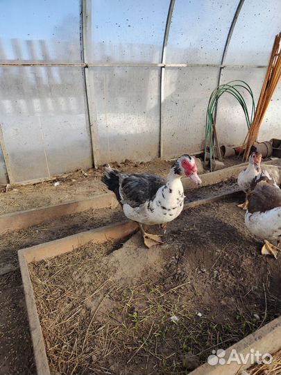 Мускусные утки