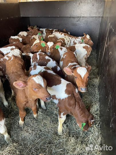 Бычки мясных пород