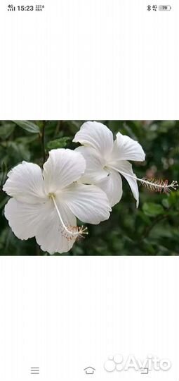 Гибискус,Белый лебедь