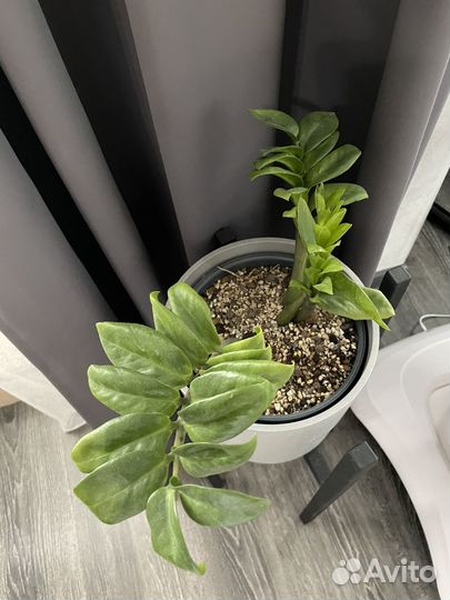 Зензи замик