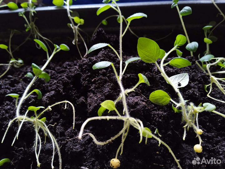 Рассада картофеля сорт Гала