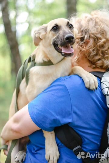 Щенок из приюта ждет семью
