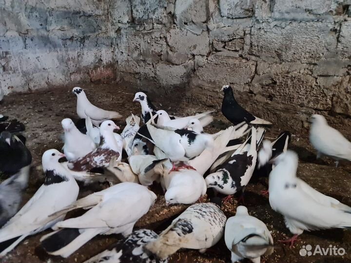 Бакинские бойные голуби