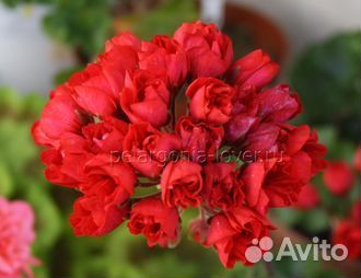 Пеларгония герань