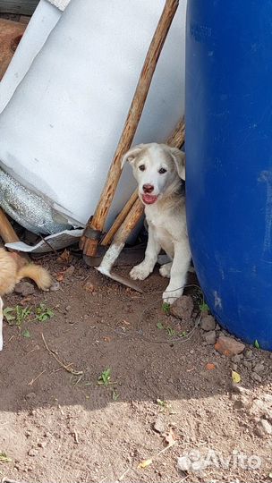 Собаки бесплатно