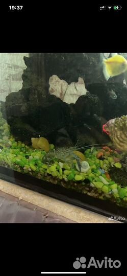 Мраморный рак