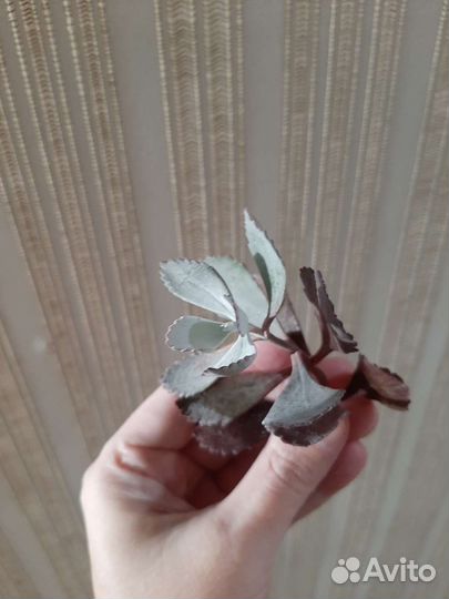 Каланхое Пумила (срез)