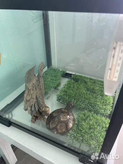 Террариум