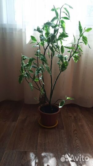 Педилантус, и т.д