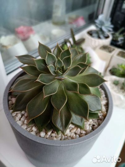 Эхеверия d13