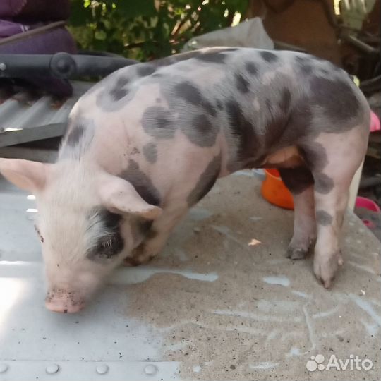 Поросята породы Пьетрен на племя