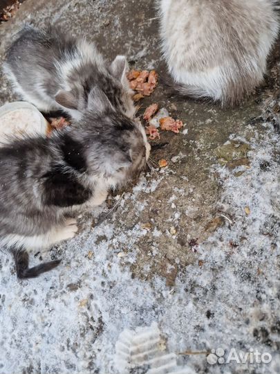 Котята в добрые руки бесплатно